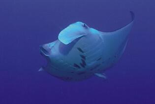 Manta